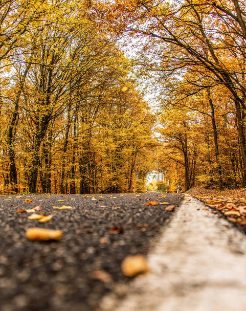 A winding road with loose fall leaves through autumn trees in germany rhineland palantino - Фото, изображение