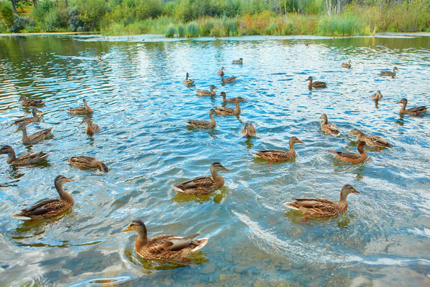 There is a large flock of wild ducks swimming in the swamp. Object of seasonal hunting for waterfowl. - Фото, изображение