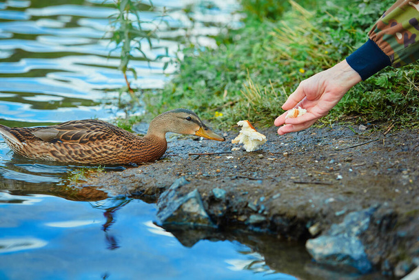 Human feeds a wild duck white bread. The concept of love and respect for nature and animals - Фото, изображение