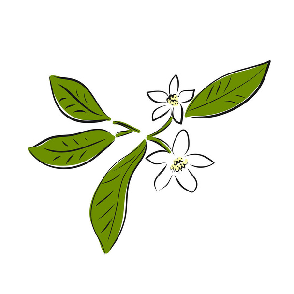 Vector illustration of a flower lime. An isolated fruitand flora for your design of postcard, banner, poster, advertisement and other. Sketch and hand drawn. - Vector, imagen