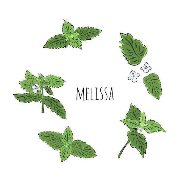Big colorful melissa hand drawn set. Green seasoning. Medicinal herbs and spices. Harvest green raw lemon balm branches, leaves and flowers. Herbal vector illustration isolated on white background. - Vecteur, image