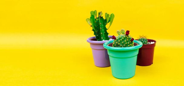 Succulents or cactus on yellow background. Creative design. Minimal art gallery. Fresh colors pastel trend. - Zdjęcie, obraz