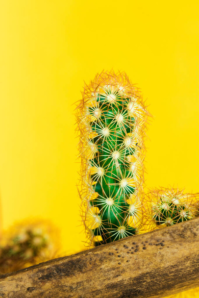 Succulents or cactus on yellow background. Creative design. Minimal art gallery. Fresh colors pastel trend. - Photo, Image