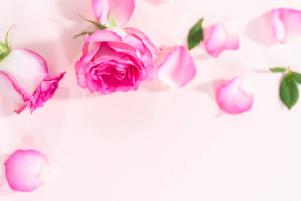 Plat gelegd. Roze rozen en rozenblaadjes op een roze achtergrond. - Foto, afbeelding
