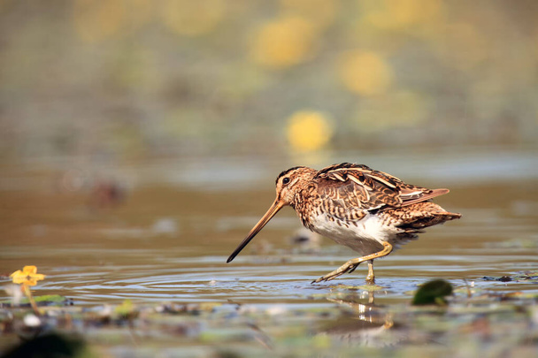 The common snipe (Gallinago gallinago) to clean the shores of a shallow lagoon near the pond. Water bird with yellow flowers in the background. - Photo, Image