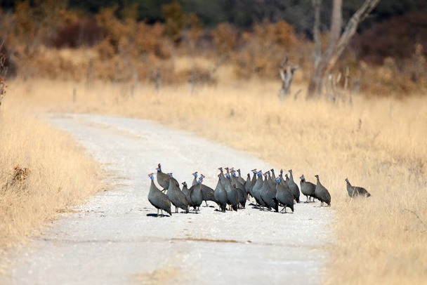 The helmeted guineafowl (Numida meleagris) flock of birds on the road in national park - Photo, Image