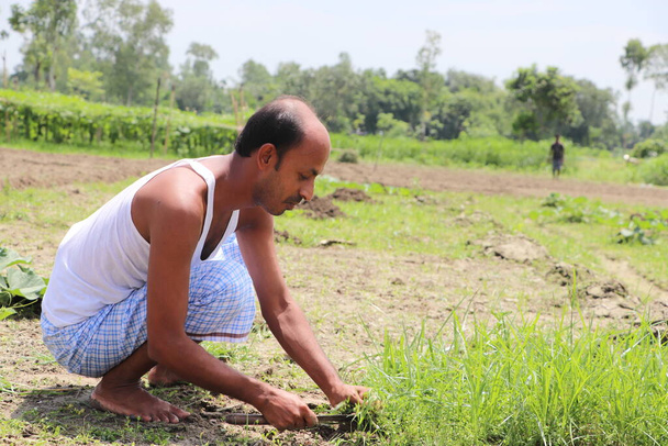 Asiatischer Bauer bei der Unkrautbekämpfung auf einem Gemüsefeld - Foto, Bild
