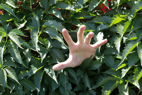 the hand of a young guy climbs out of the green foliage and wants to grab, or asks for help, the hand of a white man - Photo, Image
