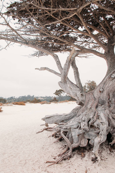 Bagażnik pięknego krzywego starego drzewa na śnieżnobiałej plaży w Ameryce - Zdjęcie, obraz