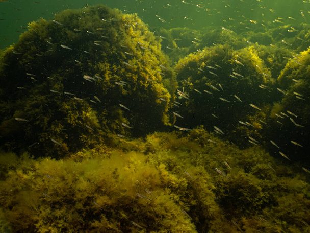 Zdrowe środowisko morskie w The Sound. Zielona woda oceaniczna z kamieniami pokrytymi żółtymi wodorostami. Mnóstwo małych ryb w wodzie. - Zdjęcie, obraz