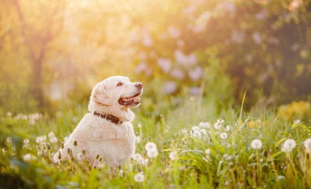 Portrait of dog Beauty Golden retriever in park sitting in grass on summer day sun light - Foto, Imagem
