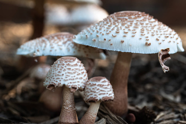 Cluster van Parasol paddenstoelen die omhoog spruiten uit de grond - Foto, afbeelding