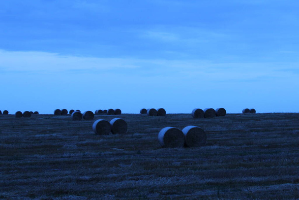 paysage rural du soir dans des couleurs froides meules de foin enroulées se trouvent sur le terrain vue de loin - Photo, image