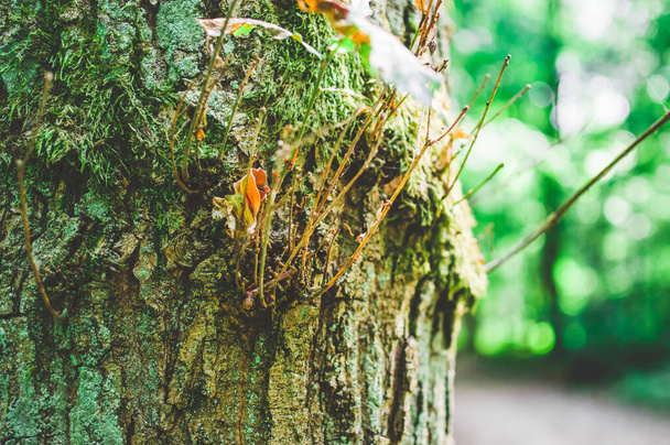 Trunk en tak van een boom met een paddestoel in felle kleuren - Foto, afbeelding