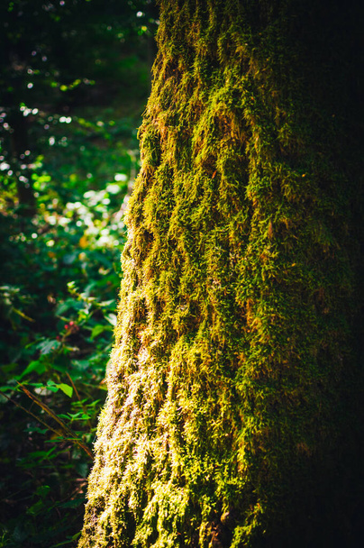 Kmen a větev stromu s houbami v jasných barvách - Fotografie, Obrázek