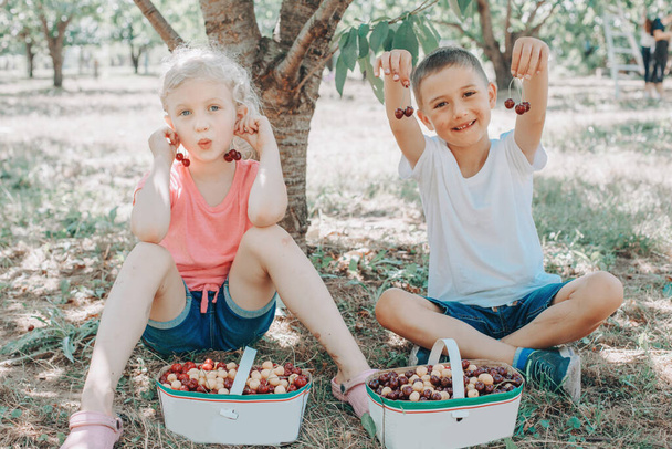 Słodkie urocze białe dzieci dziewczyna i chłopiec zbierając jagody na farmie. Szczęśliwi rolnicy zbierają sezonowe zbiory wiśni na wsi. Zabawa dzieci lato aktywność na świeżym powietrzu. - Zdjęcie, obraz