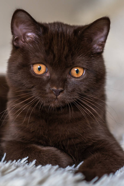 Roztomilé čokoládové britské krátkosrsté kotě Selektivní měkké zaměření - Fotografie, Obrázek