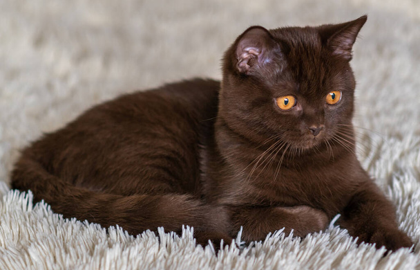 Cute chocolate british shorthair kitten  Selective soft focus - Photo, Image