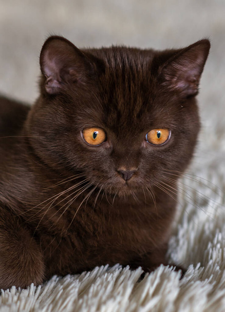 Симпатичный шоколадный британский короткошерстный котенок - Фото, изображение