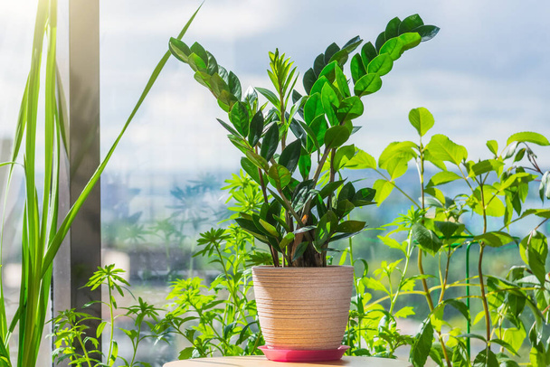 Zamioculcas kasvi potin pöydälle kesällä kasvihuoneessa asuinhuoneisto palaa kirkas aurinko - Valokuva, kuva