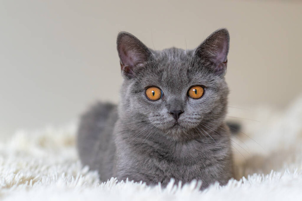 Schattig brits steno blauw kitten Selectief soft focus - Foto, afbeelding