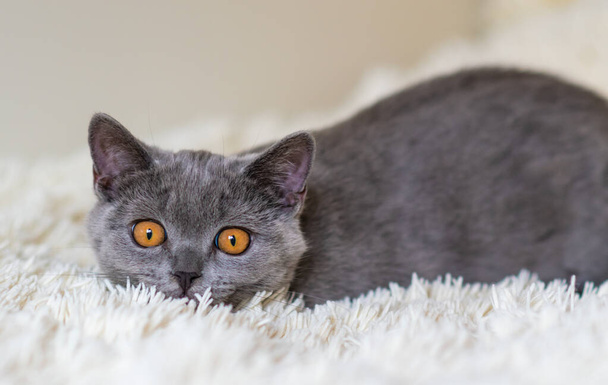 Süßes britisches Kurzhaar blaues Kätzchen Selektiver Softfokus - Foto, Bild