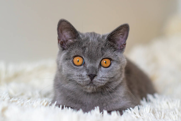 かわいい英国のショートヘアブルー子猫選択的なソフトフォーカス - 写真・画像