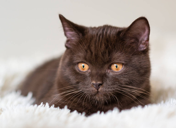 Χαριτωμένη σοκολάτα βρετανικό shorthair γατάκι Επιλεκτική απαλή εστίαση - Φωτογραφία, εικόνα