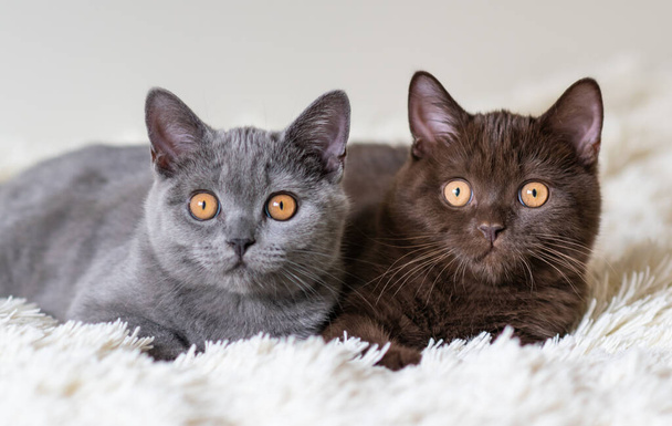 Δύο βρετανικά γατάκια Shorthair Επιλεκτική απαλή εστίαση - Φωτογραφία, εικόνα