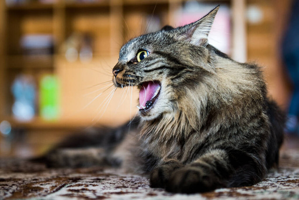 Yawning Cat on the floor. Angry cat - Photo, Image