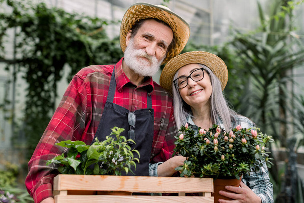 Portrait of happy cheerful lovely retired couple in straw hats and checkered shirts, posing in beautiful hothouse, holding decorative flowerpots, smiling to camera. Senior couple of gardeners - Fotografie, Obrázek