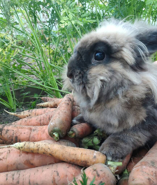 Ein Kaninchen und viel Zuckerbrot. Eine frische Möhre mit grünen Spitzen. Ein kleines dekoratives Löwenkopfkaninchen frisst Möhren - Foto, Bild