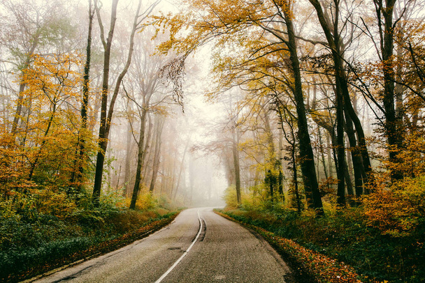 curvy road in beautiful foggy forest in autumn - Photo, Image