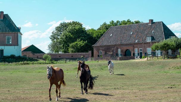 Un groupe de chevaux mangeant de l'herbe dans une prairie néerlandaise en face du village traditionnel néerlandais de l'Ooij en Gueldre, Pays-Bas - Photo, image