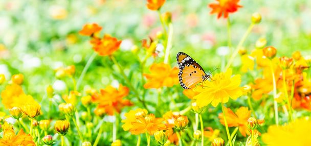 vlinder aan de bloemen - Foto, afbeelding
