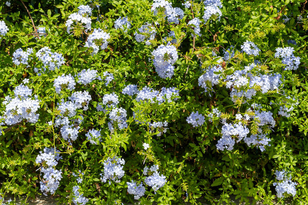 Όμορφος θάμνος (Plumbago auriculata) με μπλε λουλούδια που φυτρώνουν στον κήπο κοντά σε μια ηλιόλουστη, καλοκαιρινή μέρα - Φωτογραφία, εικόνα