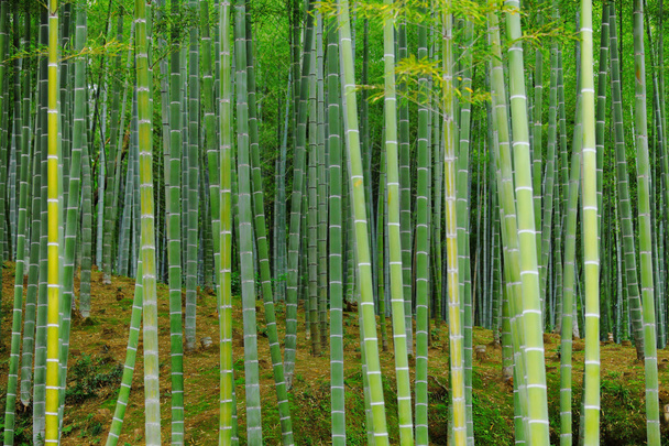 bambusz erdő - Fotó, kép