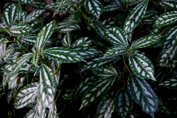 Green and white aluminum foliage in the garden - Фото, зображення