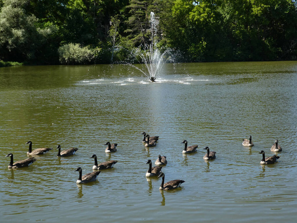 Geese flock on the water surface - Foto, afbeelding