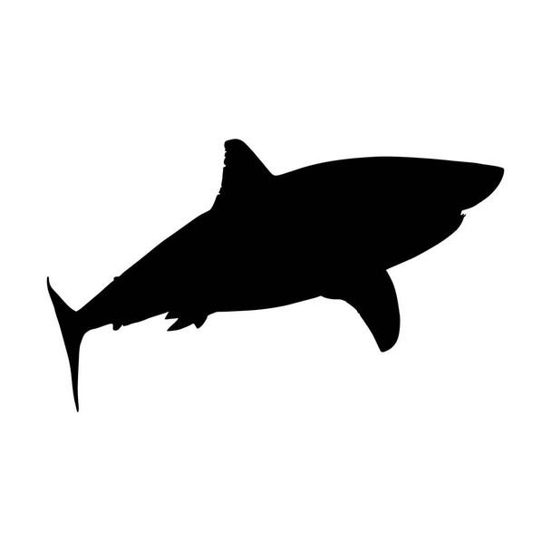 Gran Tiburón Blanco (Carcharodon carcharias) Silueta encontrada en el mapa Sudáfrica, Australia, California y el noreste de los Estados Unidos - Vector, Imagen