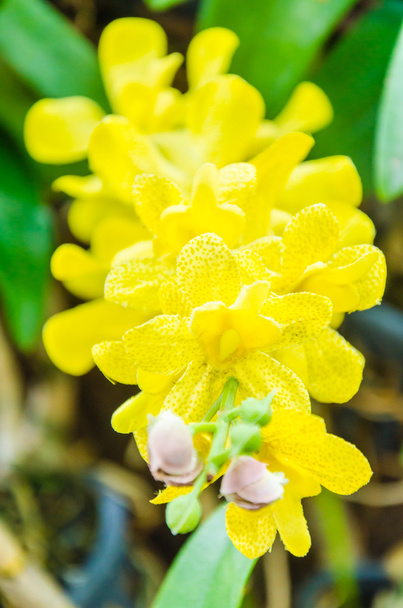 Orchidées
 - Photo, image