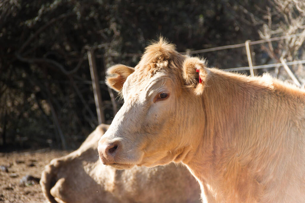portrait of a calm dairy cow in the field - Zdjęcie, obraz
