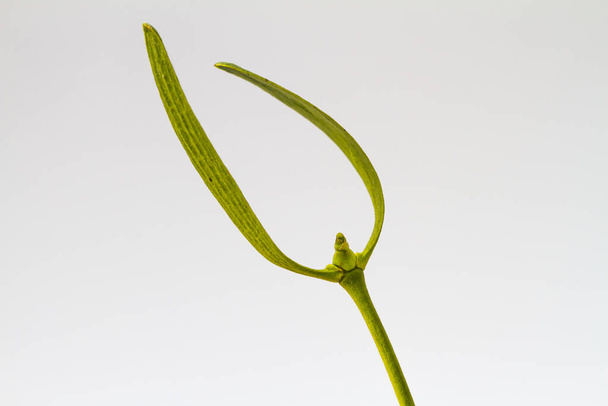 A closeup of a mistletoe isolated on a white background - Фото, зображення