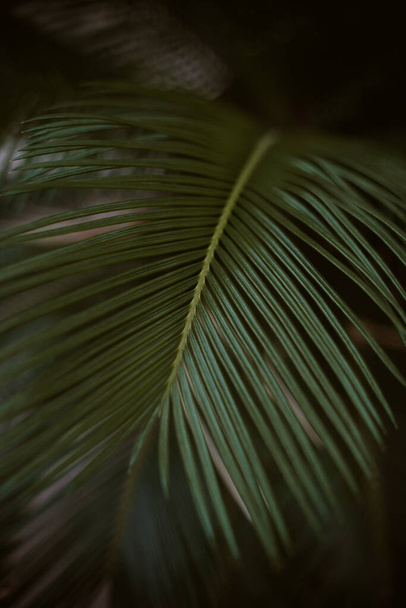 A closeup shot of green palm tree leaf with dark background - Фото, зображення