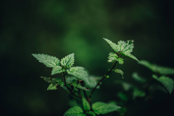 森の中の緑の葉の選択的なフォーカスショット - 写真・画像