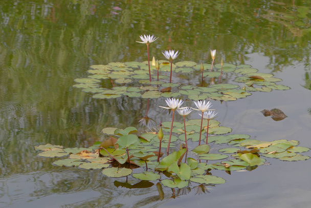 la piscina Water Lily, en el parque 8 Sept 2020 - Foto, Imagen