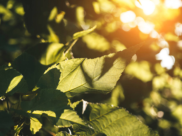Zbliżenie liści ze światłem słonecznym na rozmytym tle. - Zdjęcie, obraz