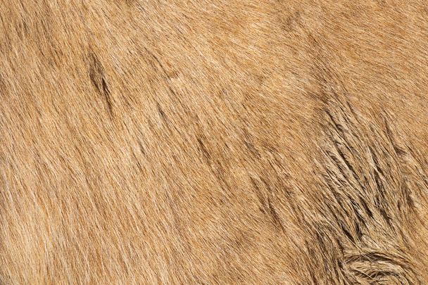 textura de pele de cavalo bege para o seu projeto, imagem tirada em um animal de fazenda - Foto, Imagem