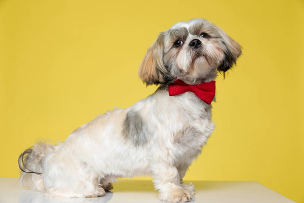 Sarı stüdyo arka planında papyon takan gururlu bir Shih Tzu köpeğinin yan görüntüsü. - Fotoğraf, Görsel