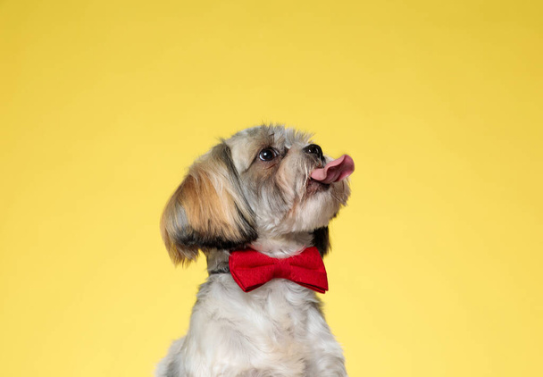 Lovely Shih Tzu puppy begging, licking and wearing bowtie while looking away on yellow studio background - Photo, Image